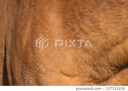 Close-up of fur of brown horse 137151830