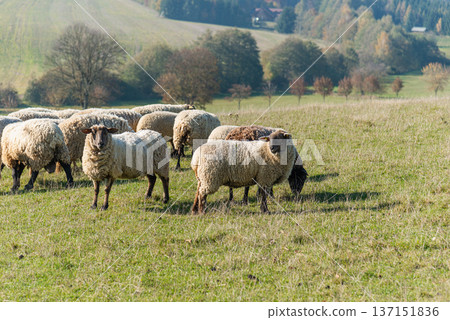 Herd of sheep grazing on pasture Herd of sheep grazing on pasture 137151836