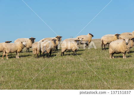 Herd of sheep grazing on pasture Herd of sheep grazing on pasture 137151837