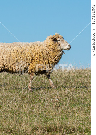 Single sheep standing on pasture Single sheep standing on pasture 137151842
