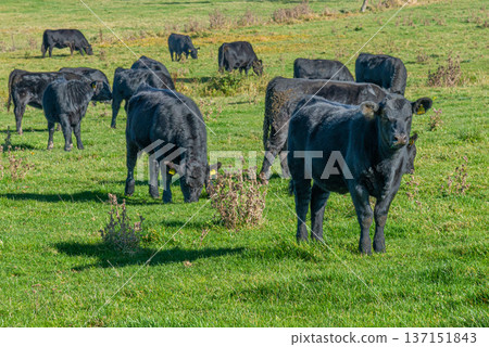 A herd of black cattle on green outdoor pasture A herd of black cattle on green outdoor pasture 137151843