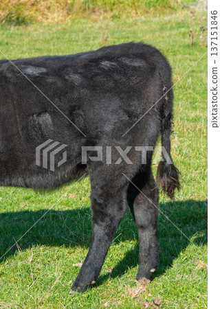 A herd of black cattle on green outdoor pasture A herd of black cattle on green outdoor pasture 137151846