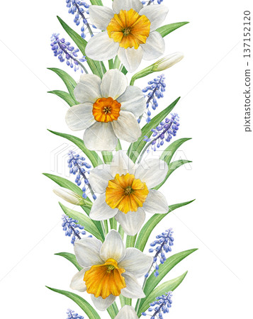 Vertical watercolor seamless border of white narcissus and blue muscari flowers with green leaves. Hand-painted botanical style. Good for stationery, invitations, prints, textiles, and spring designs Vertical watercolor seamless border of white narcissus and blue muscari flowers with green leaves. Hand-painted botanical style. Good for stationery, invitations, prints, textiles, and spring designs 137152120
