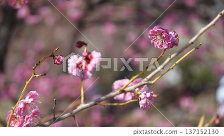 Beautiful plum blossom 137152130