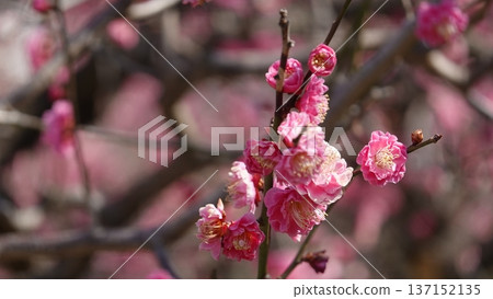 美麗的梅花 137152135