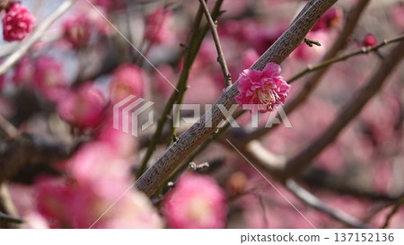 美麗的梅花 美麗的梅花 137152136