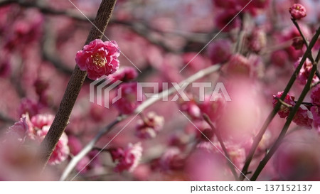 美麗的梅花 137152137