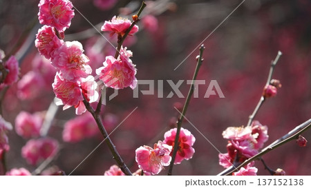 美麗的梅花 137152138