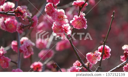 美麗的梅花 美麗的梅花 137152139