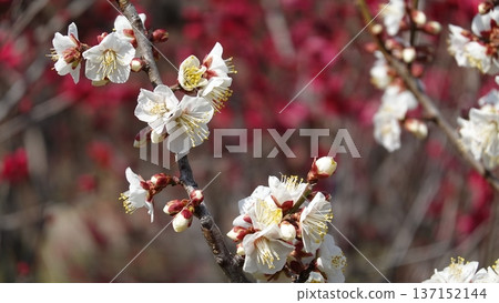 美麗的梅花 137152144