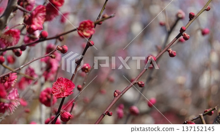 美麗的梅花 137152145