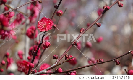 美麗的梅花 137152146