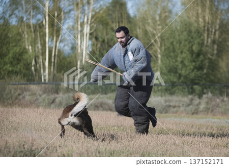 training of belgian shepherd 137152171