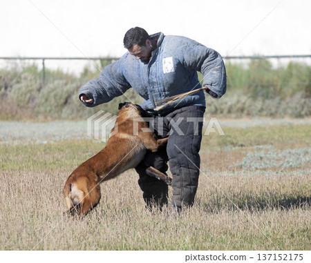 training of belgian shepherd 137152175
