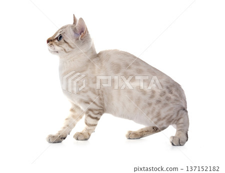 bengal kitten in studio 137152182