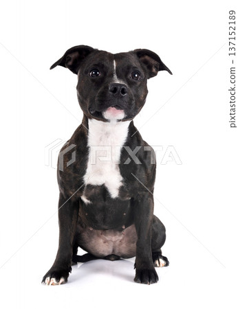 staffordshire bull terrier 137152189