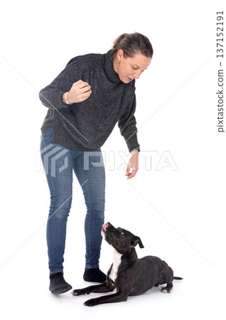 staffordshire bull terrier and woman 137152191