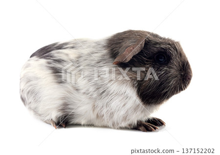 guinea pig in studio guinea pig in studio 137152202