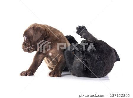 puppies bully XXL in studio puppies bully XXL in studio 137152205