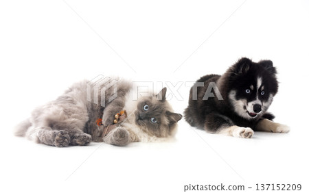Pomsky and siberian cat in studio Pomsky and siberian cat in studio 137152209