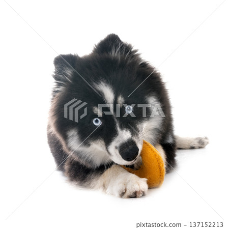 Pomsky in studio Pomsky in studio 137152213