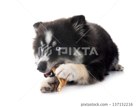 pomsky and snack 137152216