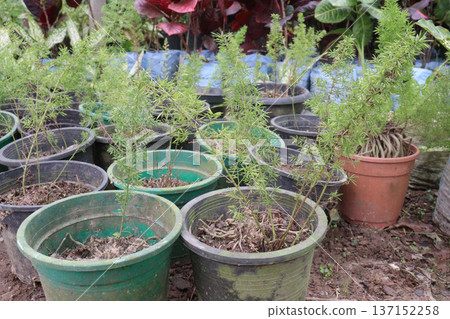 asparagus fern plant on nursery for sell 137152258