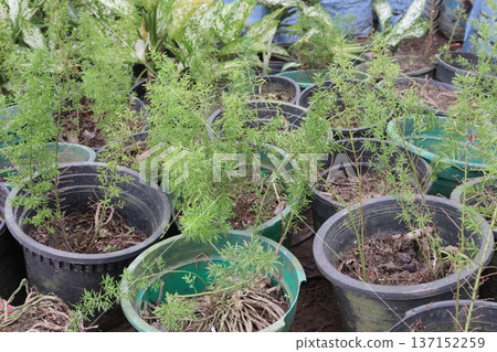 asparagus fern plant on nursery for sell asparagus fern plant on nursery for sell 137152259