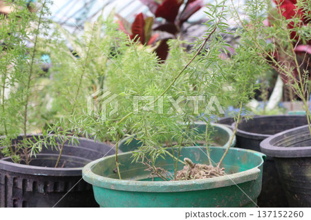 asparagus fern plant on nursery for sell 137152260