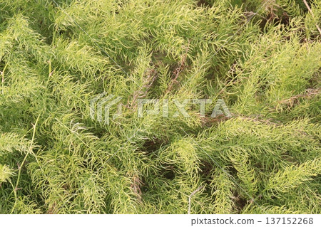 asparagus fern plant on nursery for sell 137152268