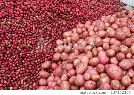 Potato on shop for sell are cash crops Potato on shop for sell are cash crops 137152305
