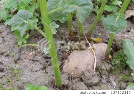 Potato plant on farm for harvest Potato plant on farm for harvest 137152315