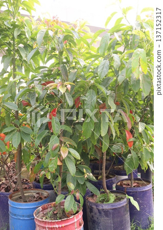 Avocado plant on nursery for sell Avocado plant on nursery for sell 137152317