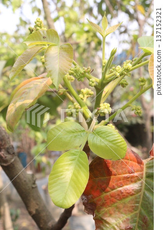 Avocado plant on nursery for sell Avocado plant on nursery for sell 137152321