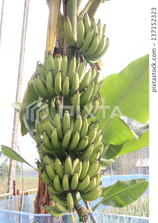Raw Bananas bunch on farm for harvest 137152323