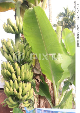 Raw Bananas bunch on farm for harvest 137152324