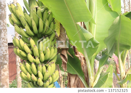 Raw Bananas bunch on farm for harvest Raw Bananas bunch on farm for harvest 137152325
