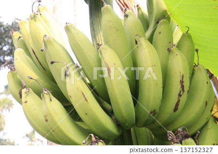 Raw Bananas bunch on farm for harvest Raw Bananas bunch on farm for harvest 137152327