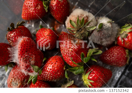 Strawberries spoiling with white and gray mold, causing decay and food waste. Close-up view of a common fruit decomposition process Strawberries spoiling with white and gray mold, causing decay and food waste. Close-up view of a common fruit decomposition process 137152342