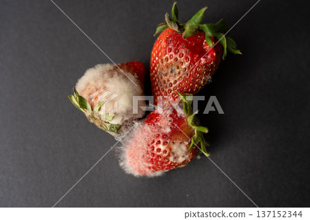 Group of strawberries covered in white fuzzy mold illustrating food spoilage, waste, and the natural decomposition process Group of strawberries covered in white fuzzy mold illustrating food spoilage, waste, and the natural decomposition process 137152344