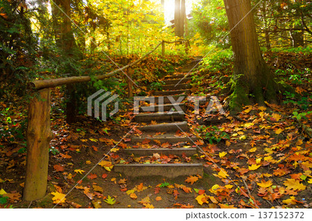 Wooden steps ascend through a sun-dappled forest path covered in autumn leaves 137152372