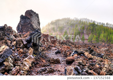 Scenic view of rough dark lava rocks in the foreground and a misty green forest of Canarian pine trees on a volcanic hill in Chinyero Nature Reserve, Tenerife. Scenic view of rough dark lava rocks in the foreground and a misty green forest of Canarian pine trees on a volcanic hill in Chinyero Nature Reserve, Tenerife. 137152388