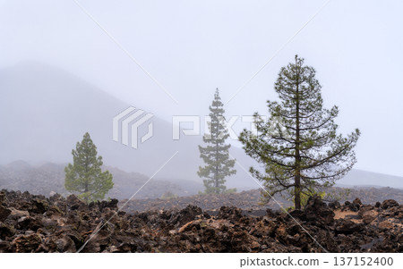 Scenic foggy view of green Canarian pine trees growing among the dark volcanic rocks and ash of the Chinyero Special Nature Reserve in Tenerife, Canary Islands. 137152400