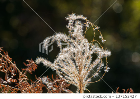 Winter forest - Close-up of silver grass swaying in the wind 03 137152427