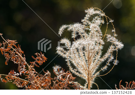Winter forest - Close-up of silver grass swaying in the wind 04 137152428