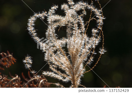 Winter forest: Close-up of silver grass swaying in the wind 05 137152429