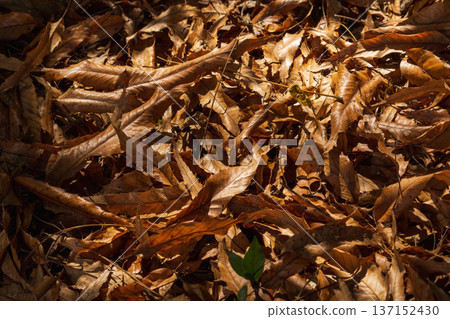 冬日森林：落葉堆積在地上 03 137152430