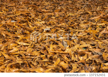 冬日森林：落葉堆積在地上 04 137152431