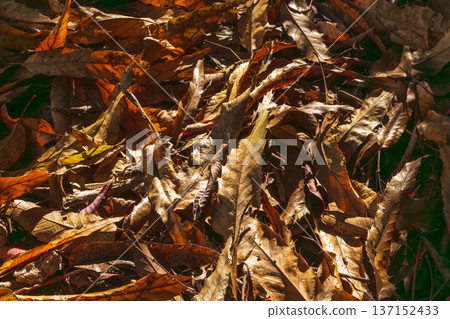 冬季森林中落葉的特寫 02 137152433