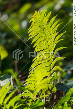Winter forest: Close-up of fern leaves shining in the sunlight 05 137152446